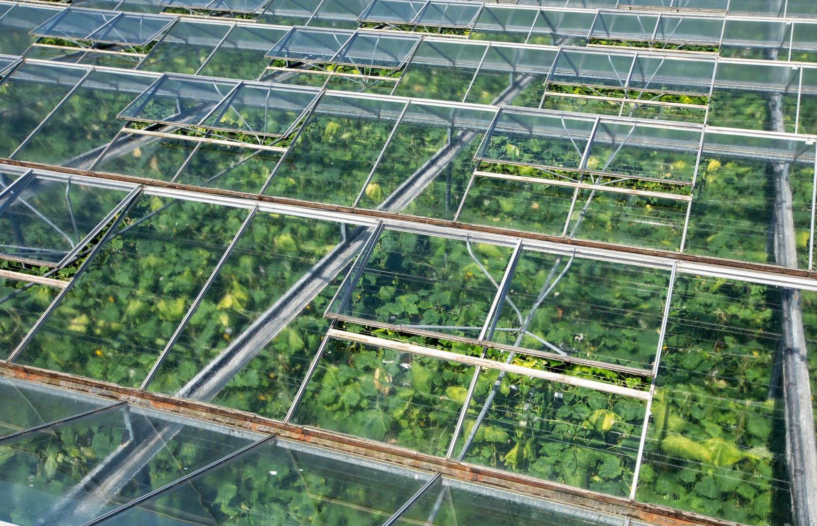 Glasshouse roof over mature cucumber crops with vents open. Courtesy of Gary Naylor.